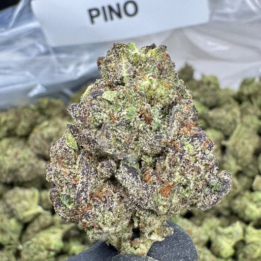 PINO THCA FLOWER