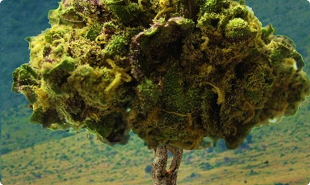 What Makes Premium Indoor Hemp Different?