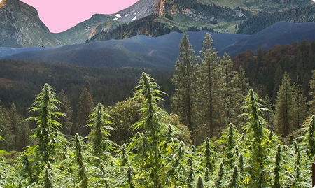 Understanding Terpene Profiles & Flavor