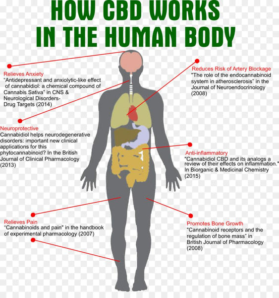 Understanding the Endocannabinoid System